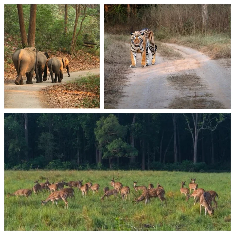 Jim Corbett Tiger Reserve Retreat Destinations